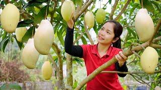 Harvest MANGO ROSA Garden Goes To The Market Sell - Sow Potato Seeds | Hanna Daily Life New