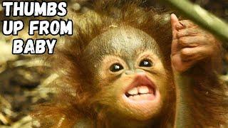 Baby Orangutan Gives Me A Thumbs Up! Amazing