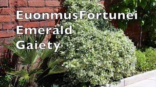 Euonymus Fortunei Emerald Gaiety tough reliable shrub climber plant my walled garden uk