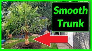 How to Fibre Strip a Trachycarpus Fortunei Palm Tree Trunk