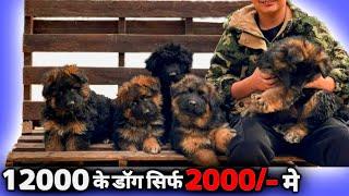 2000rs german shepherd -Low price german shepherd puppies for sale | long coat german shepherd 