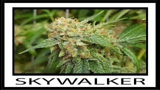 Skywalker Strain Info