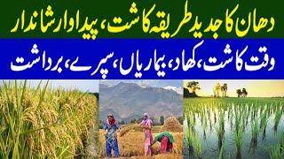 Rice Farming In Pakistan | Complete Guide from Seeds to Harvest ||