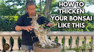 Transforming an Old Chinese Elm Stump into a Respectable Bonsai