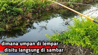 MANCING IKAN DI PARIT  KEBUN SAWIT PAKAI UMPAN KROTO