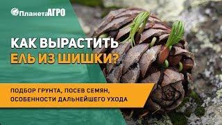  Как вырастить ель из шишки? Подбор грунта, посев семян, особенности дальнейшего ухода за елью