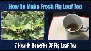 How To Make Fresh Fig Leaf Tea.  7 Health Benefits Of Fig Leaf Tea