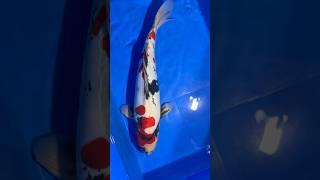 Doitsu Showa, Maruhsin Koi Farm 50cm #koifish #nishikigoi #koifarm #koipond #showa #aquarium #koi