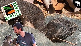 The Most VENOMOUS Snake In The World! (Has Never Killed Anybody?)