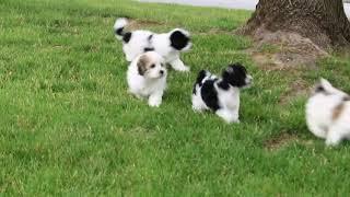 Maltipoo Puppies For Sale