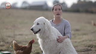 Livestock Guardian Dogs 101