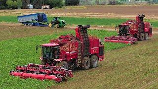 Sugar Beet Harvest - Crop Shuttle and Holmer