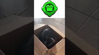 Brawl Stars Meme : Kit’s Gadget in real life  ! #shorts #brawlstars #memebrawlstars #cat