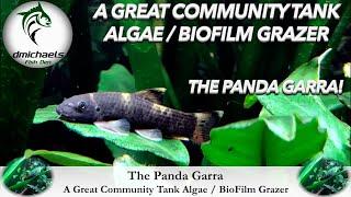 A Great Community Tank Algae / Biofilm Grazer - Why I Love The Panda Garra