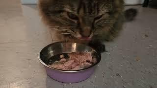 Cats and tuna  