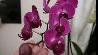 Ginger Water: The Secret to Orchid Care 101