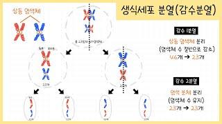 [중3 생식과 유전] 2강.생식세포분열￨감수분열￨상동염색체￨2가염색체