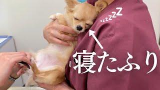 大嫌いな病院を寝たふりでやり過ごすチワワ