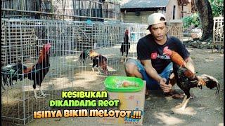 Kesibukan dikandang ayam reot, isi bikin melotot.!!!