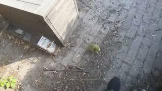 Turkeygarden - Tales