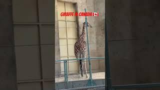 MY REACTION! GIRAFFE IN CANADA