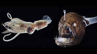 Terrifying Sea Creatures That Actually Exist | Facts Hub