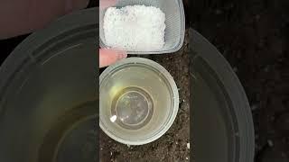 Клубника завалит крупной ягодой #подкормка #огород #клубника