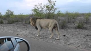 Lion charges car in Kruger