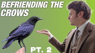 Befriending the Crows - Part 2: Getting Closer & New Behavior