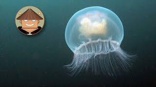 Qué Pasa con las Medusas l Mini Documental