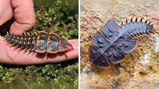 Trilobite Beetle 🪲 A Real-Life Living Fossil!