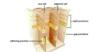 Animal cell junctions Animation