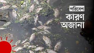 হাতিরঝিলে ভেসে উঠেছে মরা মাছ | Hatirjheel | Dhaka