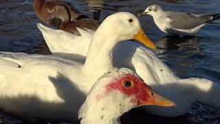 Ducks Feeding at the Park