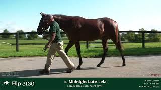 Hip #3130 - Colt by Midnight Lute - Lela