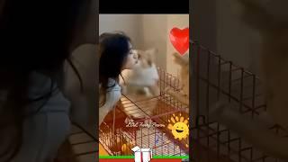 Funny CATS & DOGS 2023 ️ Lol funny paws  Cute cats and dogs   #lolfunnypaws #funnycats #funnydogs