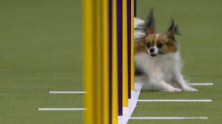 Best of 2025 Masters Agility Championships from Westminster Kennel Club | FOX Sports