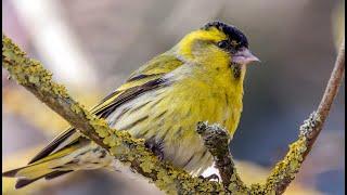 EURASIAN Siskin BIRDSONG CD - For Trapping SISKIN (Spinus spinus) 30min.