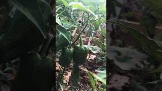 USA Home grown yield #shortsyoutube #shorts #yieldfarm