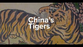 China’s Tigers | Kyle Obermann