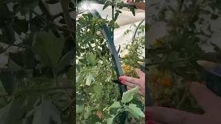 С дугами от Красивой грядки получится вырастить самые лучший урожай #дачасадогород #грядки #огород