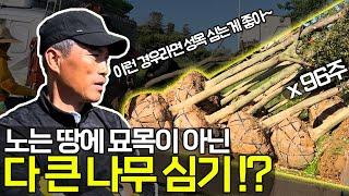 이제는 조경수 묘목이 아니라 성목을 심는다고!? (남양주 조경수 재테크 컨설팅)