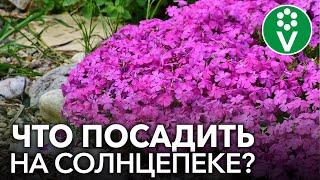 СОЛНЕЧНАЯ КЛУМБА. Какие цветы способны выдержать жару и засуху?