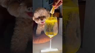 The Romance of the Vitamin B2 Meteor Shower for dog#cute #dogs #toypoddle