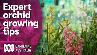 Meeting an orchid grower with a massive collection | Discovery | Gardening Australia