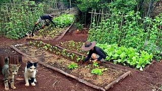 Regen, Pflanzen pflegen und Senfgrün pflanzen, Gartenarbeit in den Bergen, Folge 180