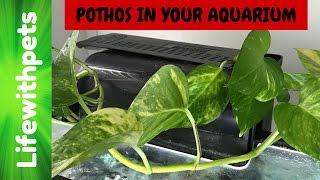 How to Use a Pothos Plant in your Aquarium.