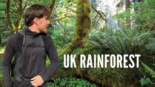 Exploring the UK's Disappearing Ancient Rainforest