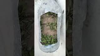 amazing growth rate  grow gree spnich in rooftop #shorts #viral