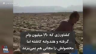 کشاورزی که ۱۹۰ میلیون وام گرفته و هندوانه کاشته اما محصولش را مجانی هم نمی‌برند